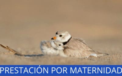 Prestación por maternidad: Cómo reclamar a Hacienda la devolución del IRPF