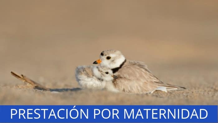 Prestación por maternidad: Cómo reclamar a Hacienda la devolución del IRPF